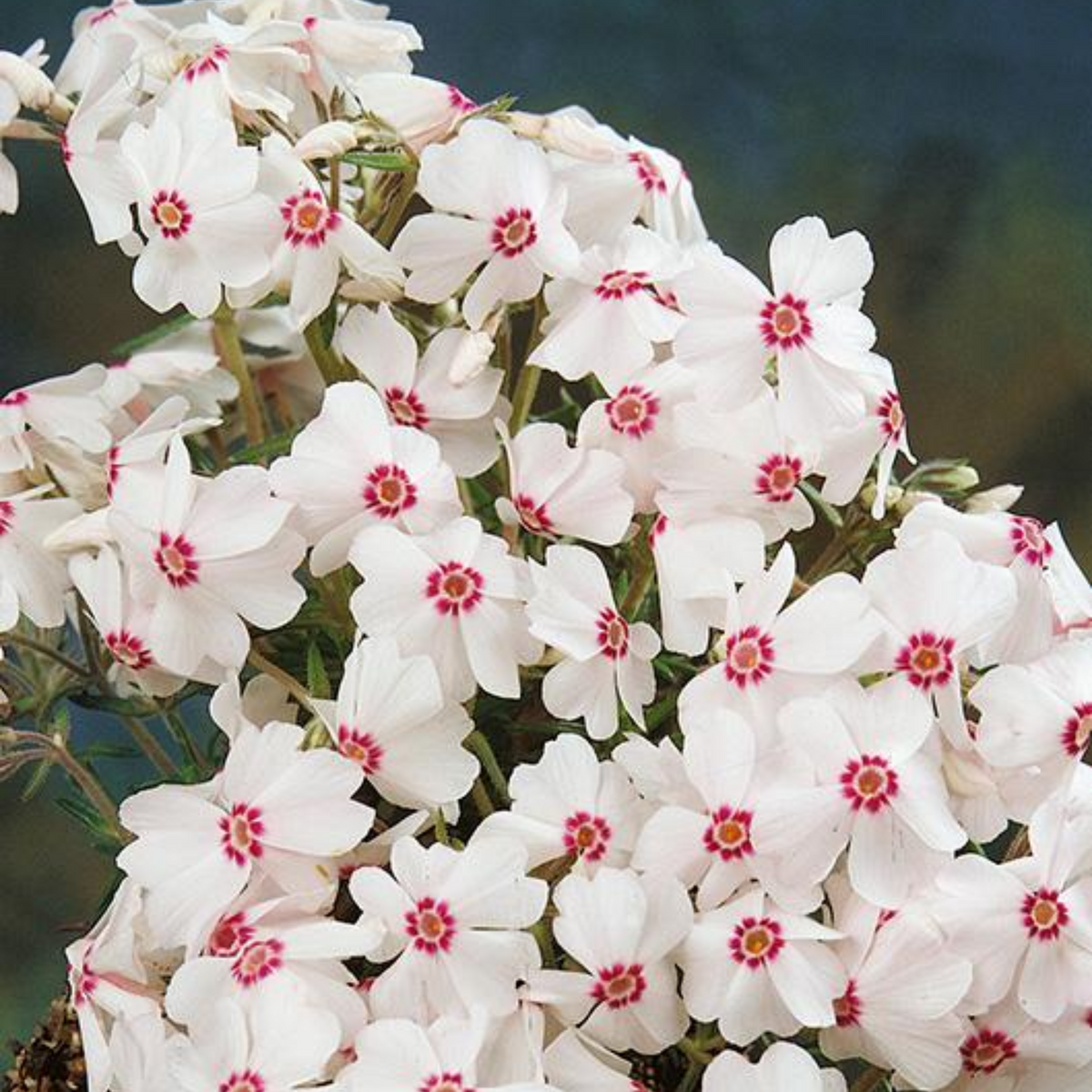 Amazing Grace Creeping Phlox Seeds - Cold Resistant, 25+ seeds