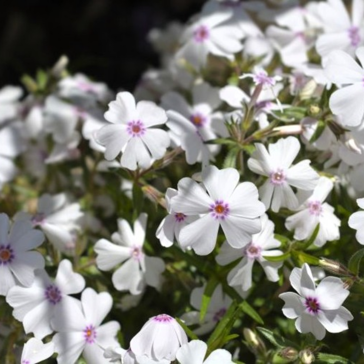 25+ Seeds| Amazing Grace Creeping Phlox Seeds - Cold Resistant - Drought Resistant - Evergreen - Potted - Plant in early Spring/Fall - #83