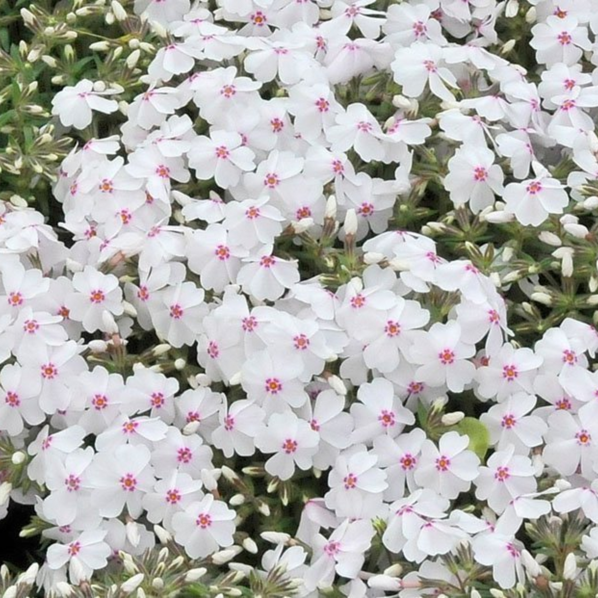 25+ Seeds| Amazing Grace Creeping Phlox Seeds - Cold Resistant - Drought Resistant - Evergreen - Potted - Plant in early Spring/Fall - #83