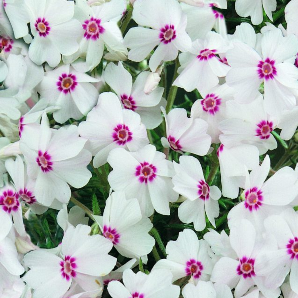 25+ Seeds| Amazing Grace Creeping Phlox Seeds - Cold Resistant - Drought Resistant - Evergreen - Potted - Plant in early Spring/Fall - #83