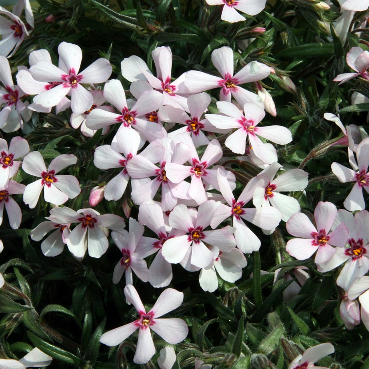 25+ Seeds| Amazing Grace Creeping Phlox Seeds - Cold Resistant - Drought Resistant - Evergreen - Potted - Plant in early Spring/Fall - #83