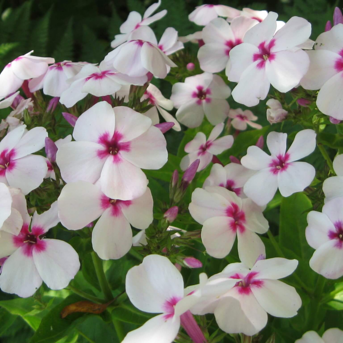 25+ Seeds| Amazing Grace Creeping Phlox Seeds - Cold Resistant - Drought Resistant - Evergreen - Potted - Plant in early Spring/Fall - #83