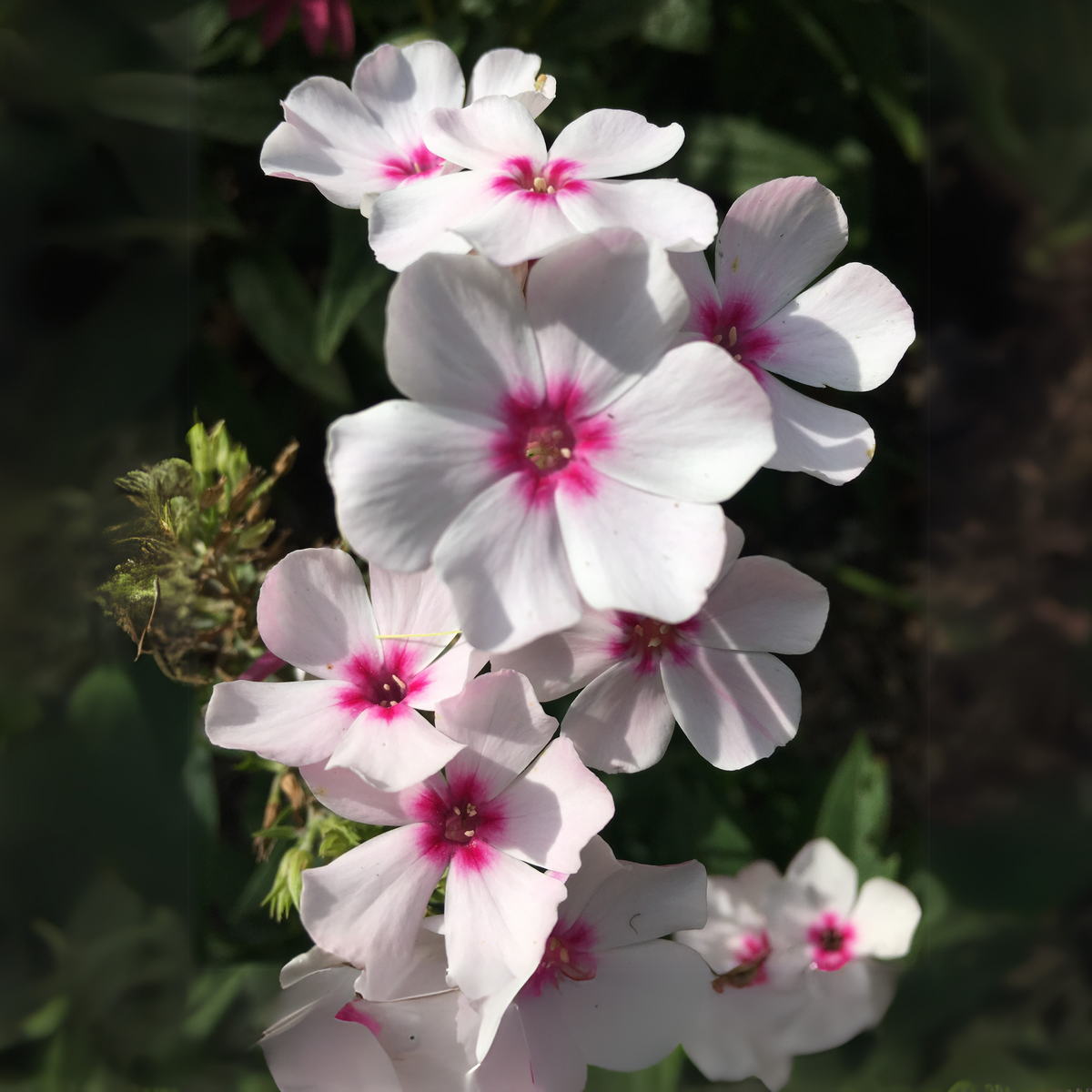 25+ Seeds| Amazing Grace Creeping Phlox Seeds - Cold Resistant - Drought Resistant - Evergreen - Potted - Plant in early Spring/Fall - #83
