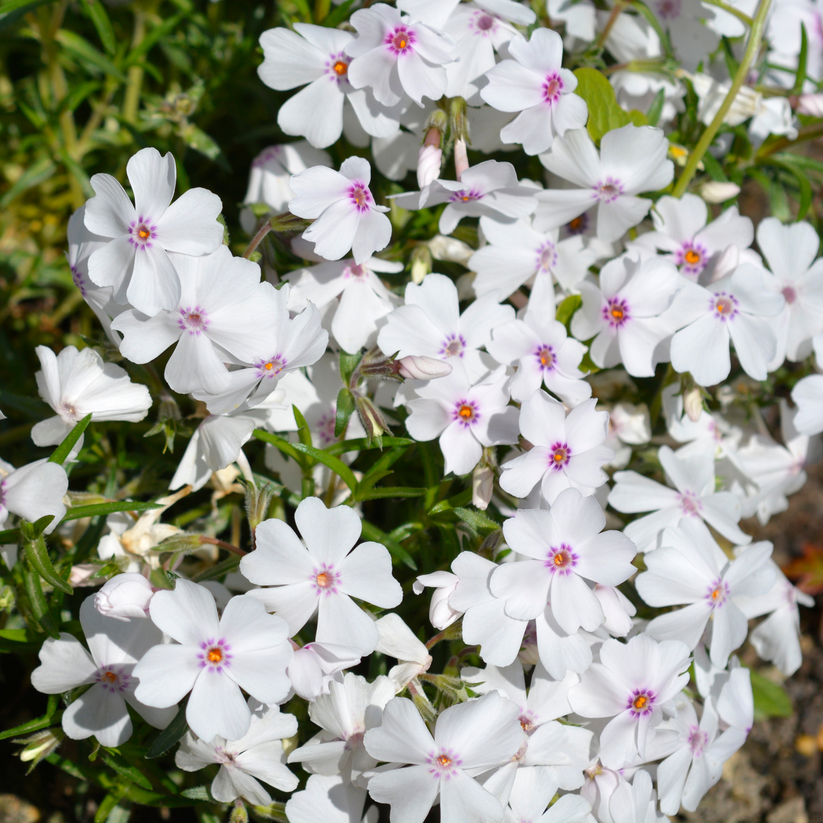 25+ Seeds| Amazing Grace Creeping Phlox Seeds - Cold Resistant - Drought Resistant - Evergreen - Potted - Plant in early Spring/Fall - #83