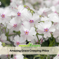 25+ Seeds| Amazing Grace Creeping Phlox Seeds - Cold Resistant - Drought Resistant - Evergreen - Potted - Plant in early Spring/Fall - #83