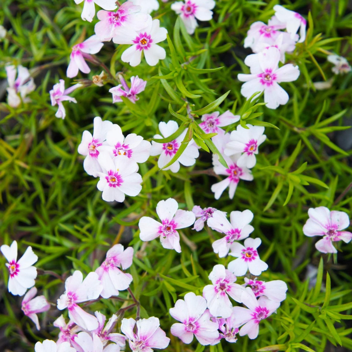 25+ Seeds| Amazing Grace Creeping Phlox Seeds - Cold Resistant - Drought Resistant - Evergreen - Potted - Plant in early Spring/Fall - #83