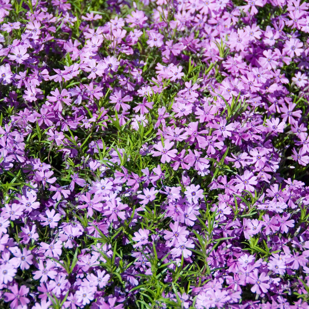 Purple Beauty Creeping Phlox Seeds - Cold Resistant, 25+ seeds