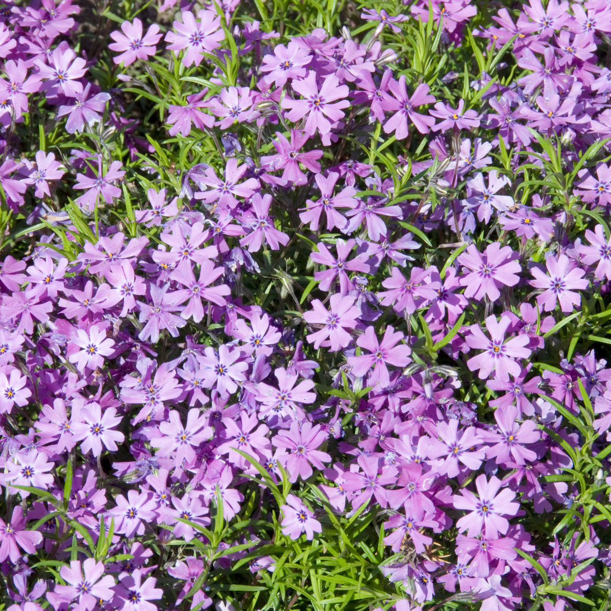 Purple Beauty Creeping Phlox Seeds - Cold Resistant, 25+ seeds