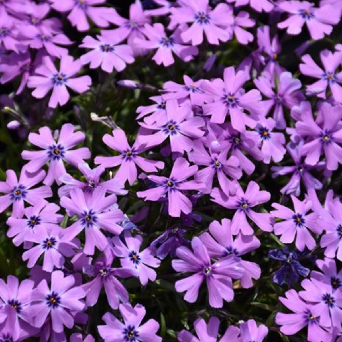 Purple Beauty Creeping Phlox Seeds - Cold Resistant, 25+ seeds