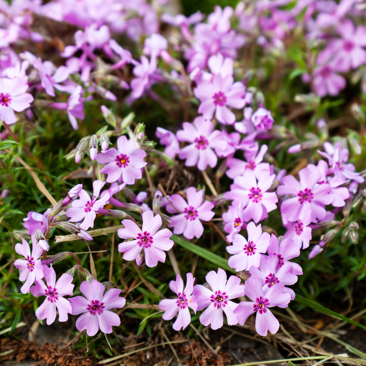 Purple Beauty Creeping Phlox Seeds - Cold Resistant, 25+ seeds