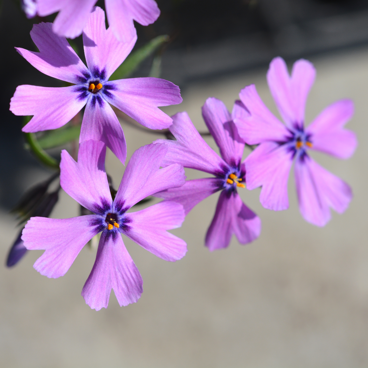 Purple Beauty Creeping Phlox Seeds - Cold Resistant, 25+ seeds