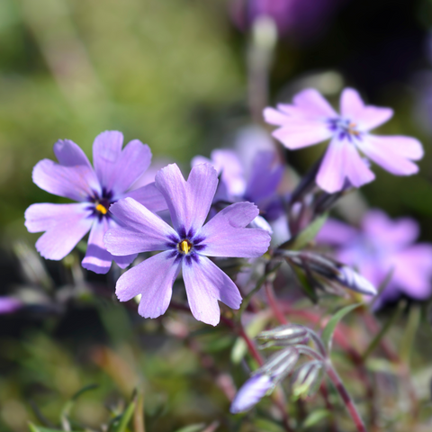 planting phlox seeds in the fall 25+ Seeds| Purple Beauty Creeping Phlox Seeds - Cold Resistant
