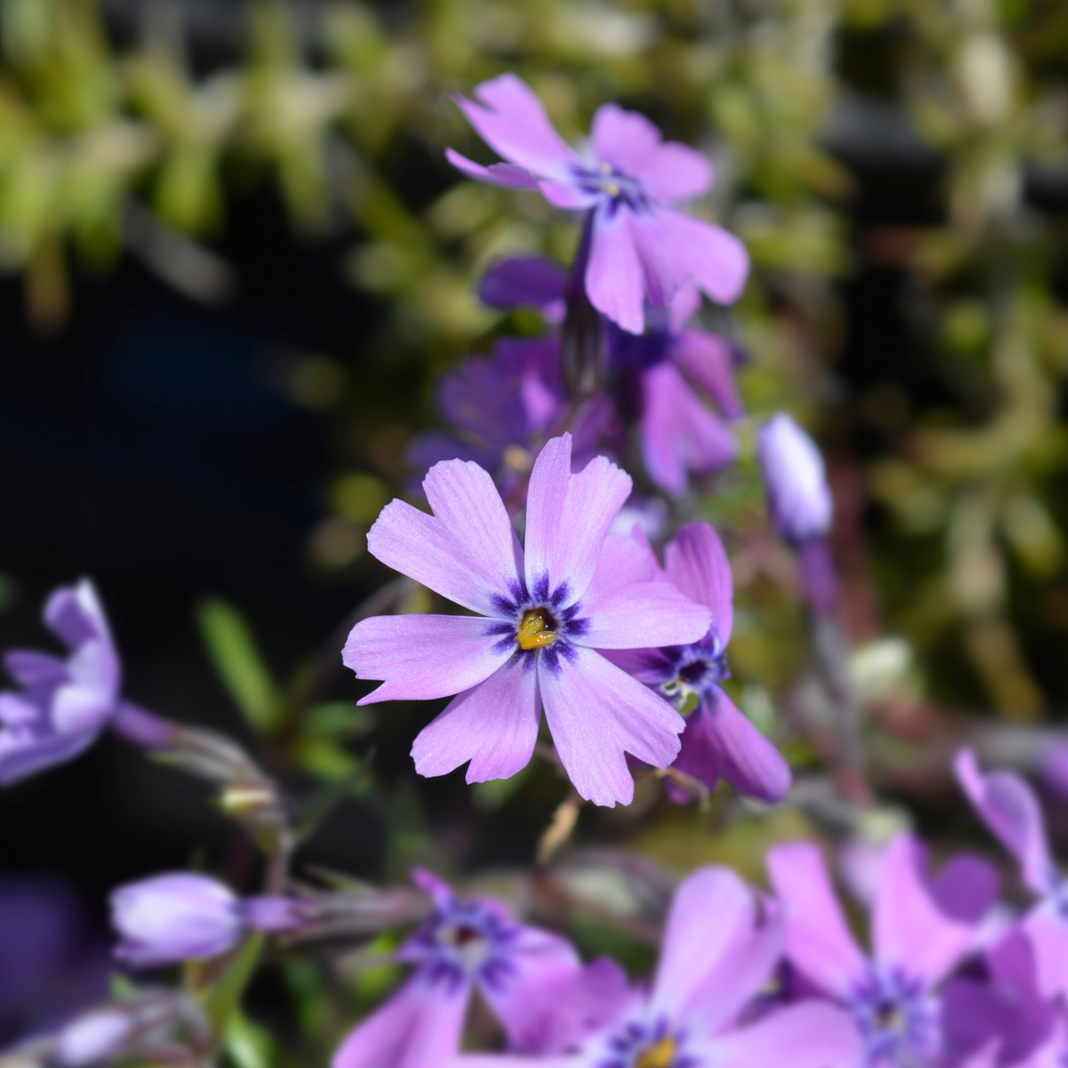 Purple Beauty Creeping Phlox Seeds - Cold Resistant, 25+ seeds