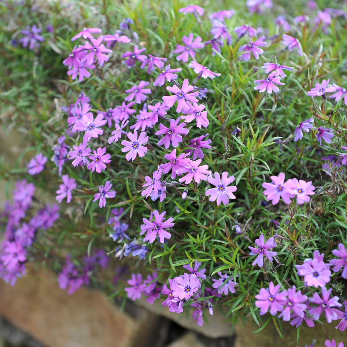 Purple Beauty Creeping Phlox Seeds - Cold Resistant, 25+ seeds