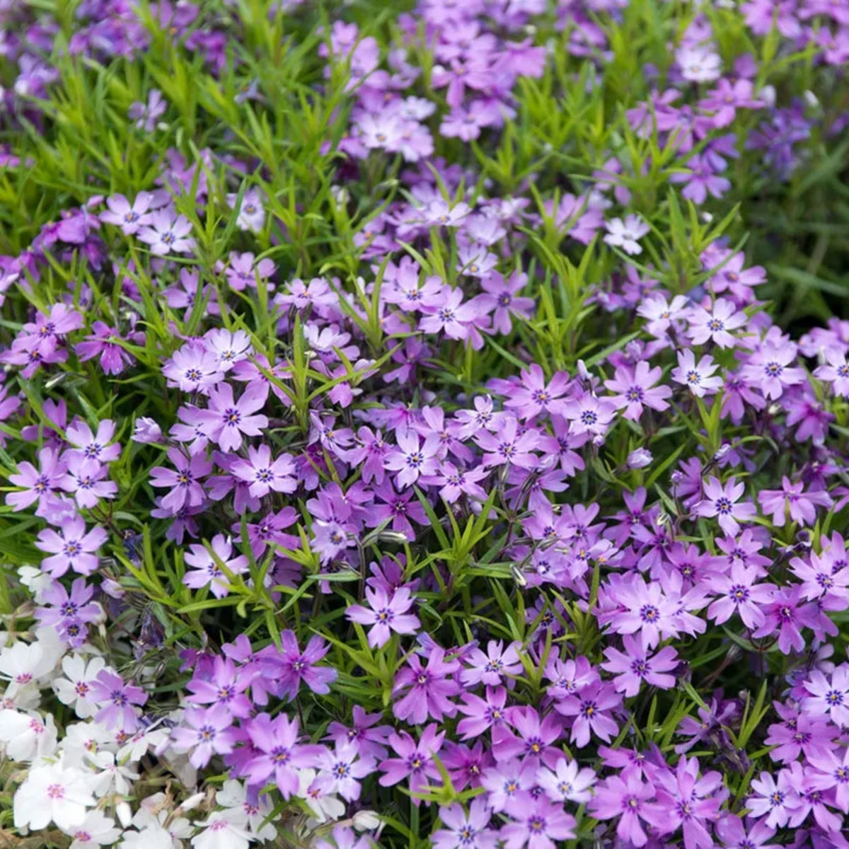Purple Beauty Creeping Phlox Seeds - Cold Resistant, 25+ seeds