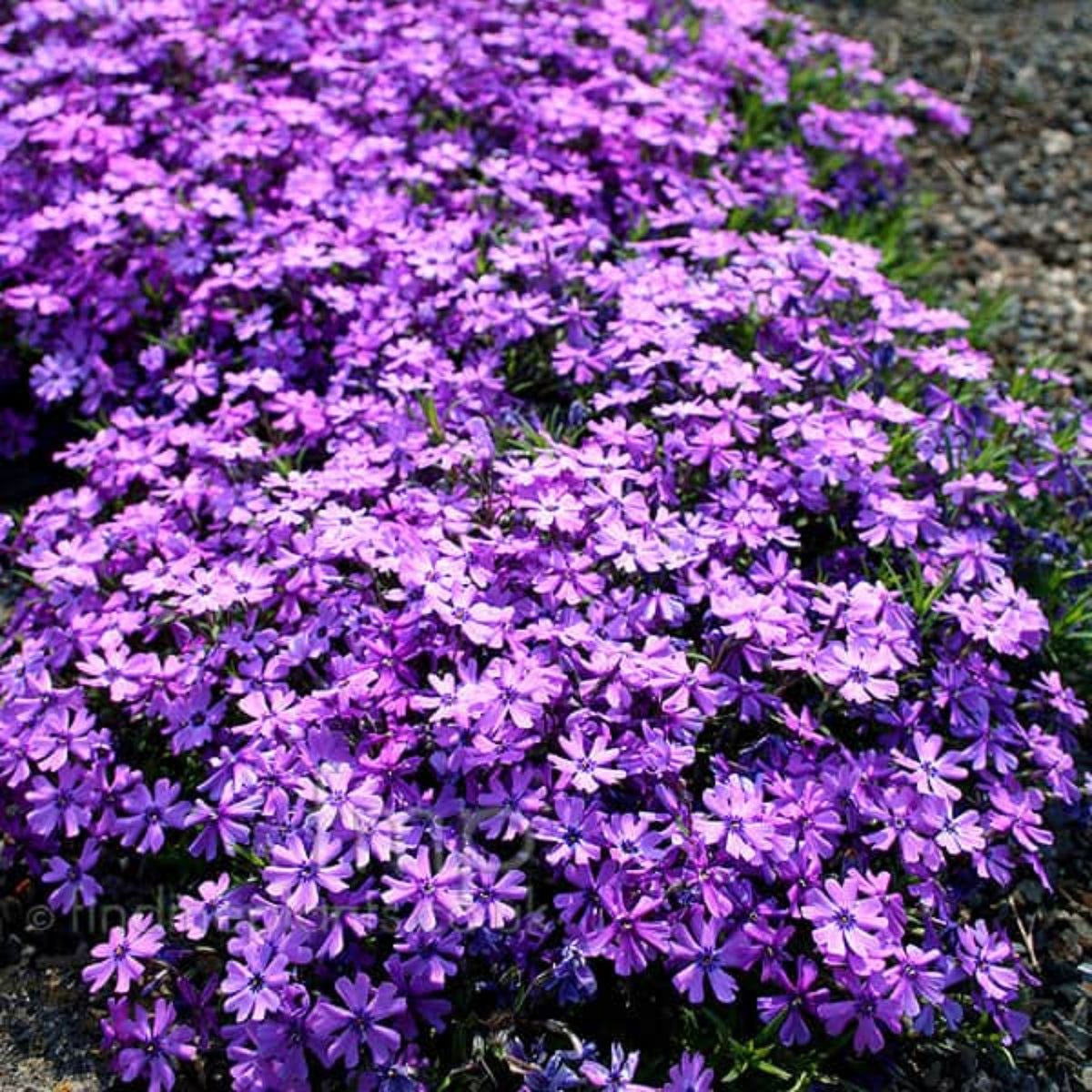 Purple Beauty Creeping Phlox Seeds - Cold Resistant, 25+ seeds