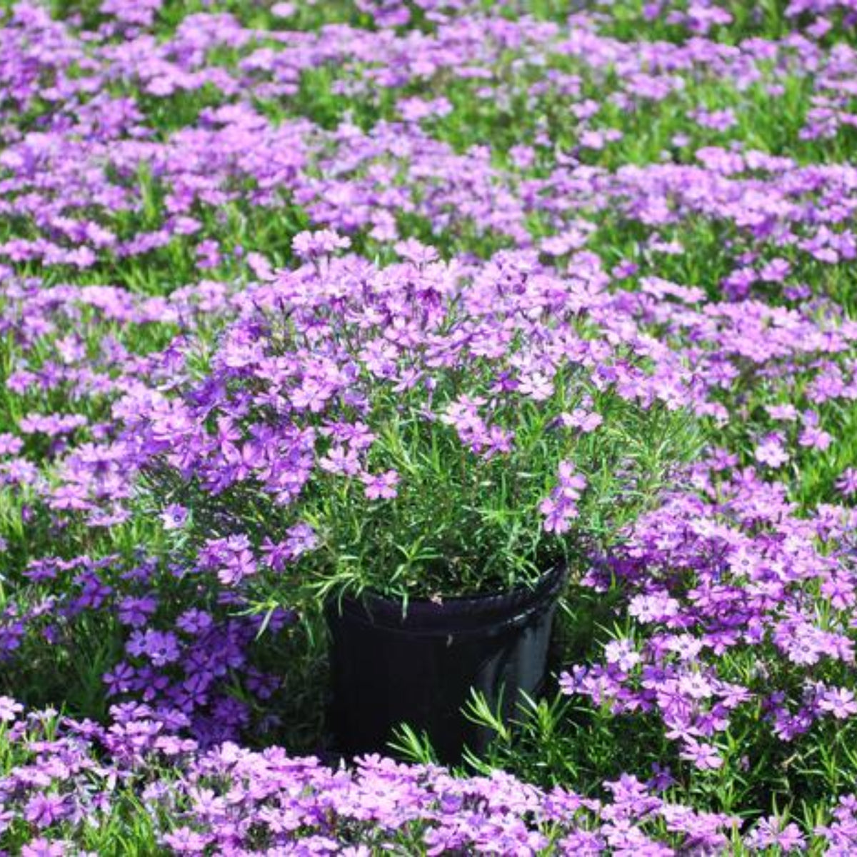 Purple Beauty Creeping Phlox Seeds - Cold Resistant, 25+ seeds