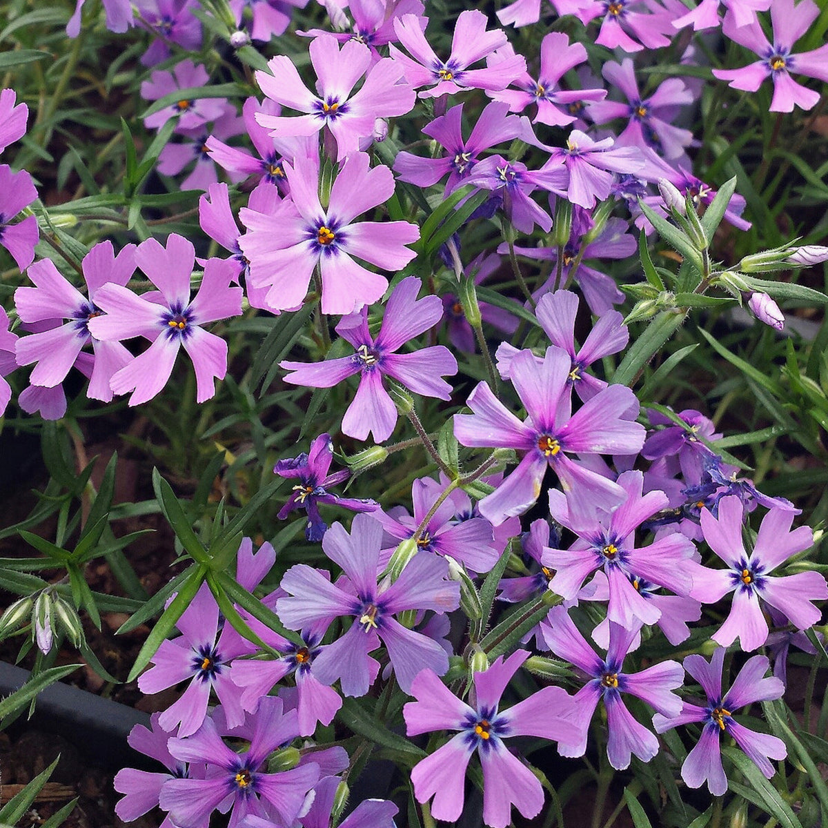 Purple Beauty Creeping Phlox Seeds - Cold Resistant, 25+ seeds