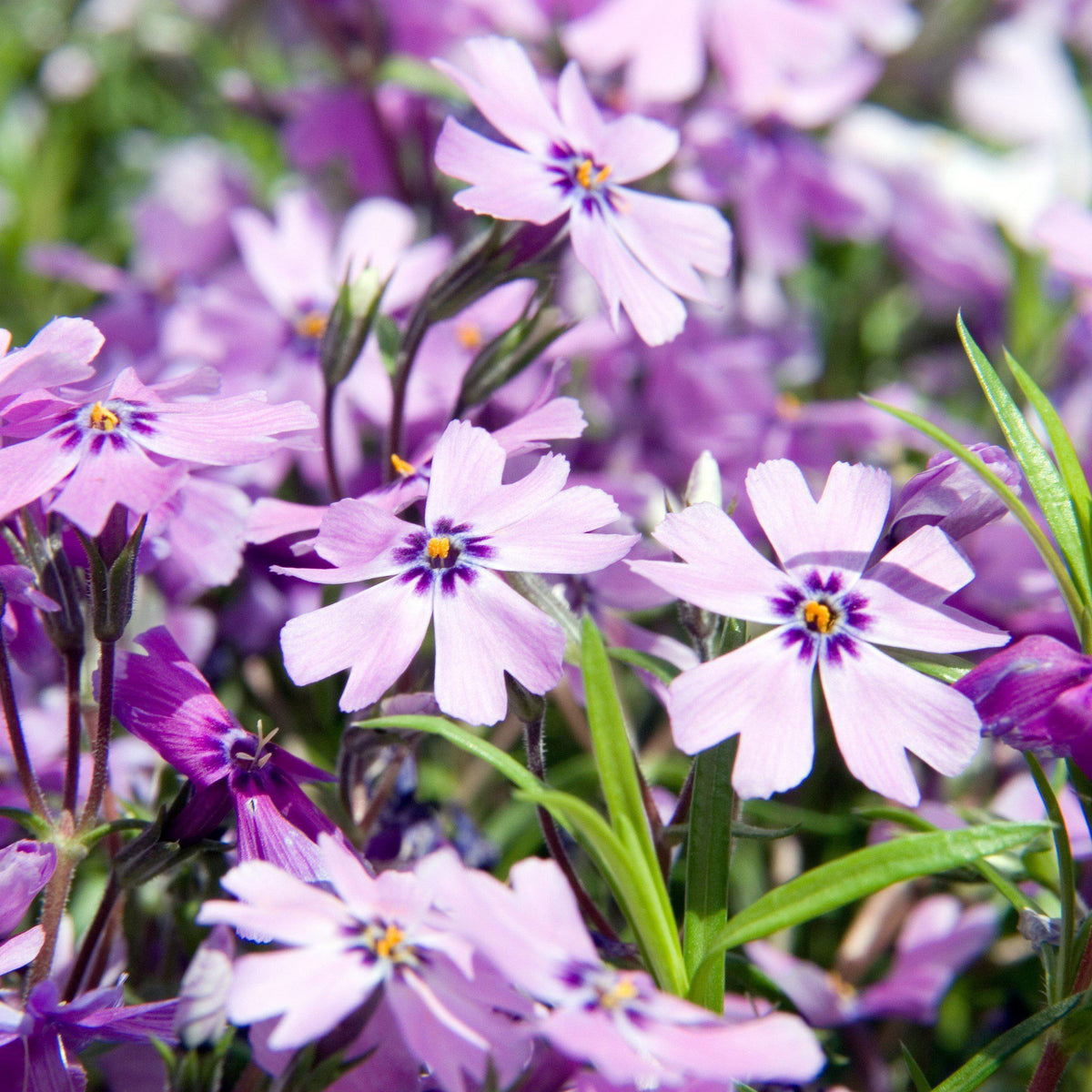 Purple Beauty Creeping Phlox Seeds - Cold Resistant, 25+ seeds