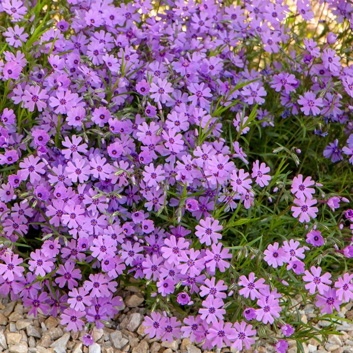 Purple Beauty Creeping Phlox Seeds - Cold Resistant, 25+ seeds