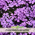 25+ Seeds| Purple Beauty Creeping Phlox Seeds - Cold Resistant - Drought Resistant - Evergreen - Potted - Plant in early Spring/Fall - #84