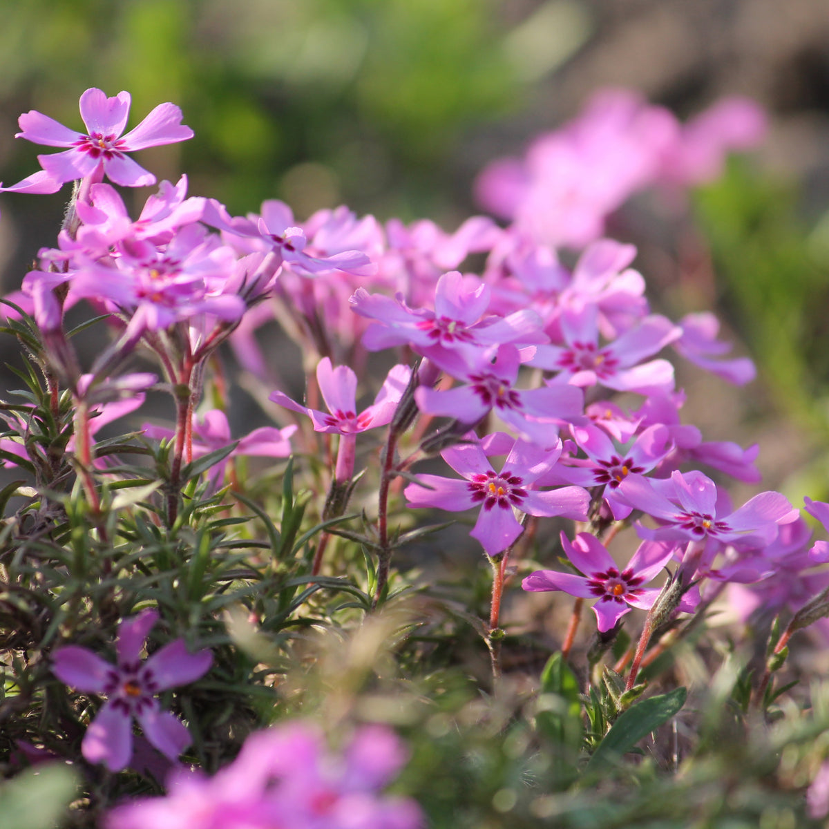 Scarlet Flame Creeping Phlox Seeds - Cold Resistant, 25+ seeds