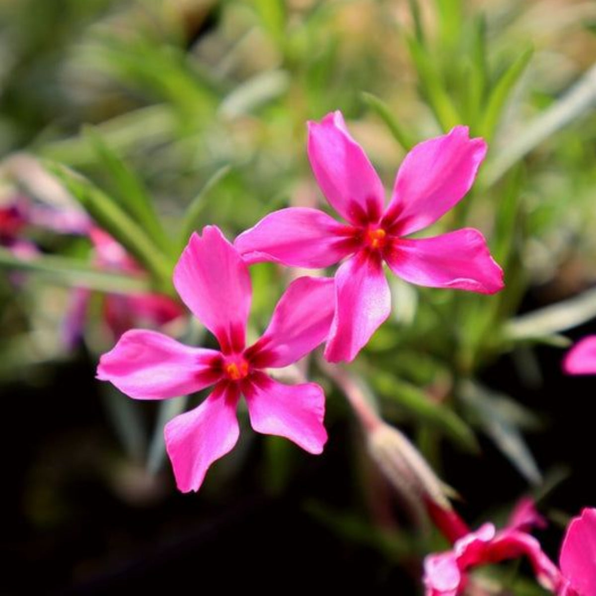 Scarlet Flame Creeping Phlox Seeds - Cold Resistant, 25+ seeds