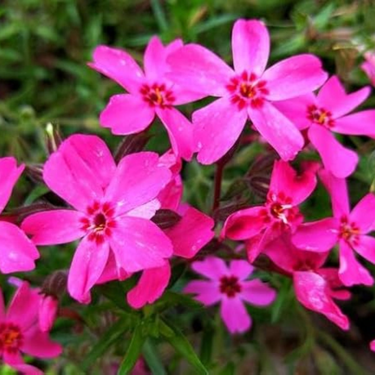 Scarlet Flame Creeping Phlox Seeds - Cold Resistant, 25+ seeds