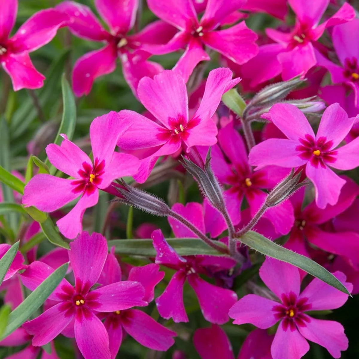 Scarlet Flame Creeping Phlox Seeds - Cold Resistant, 25+ seeds