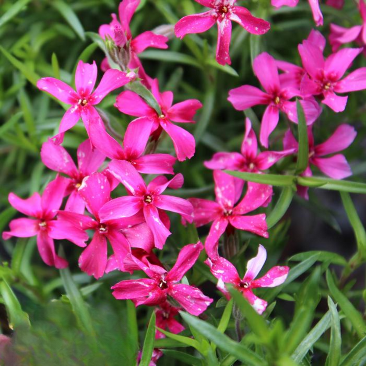 25+ Seeds| Scarlet Flame Creeping Phlox Seeds - Cold Resistant - Drought Resistant - Evergreen - Potted - Plant in early Spring/Fall - #85