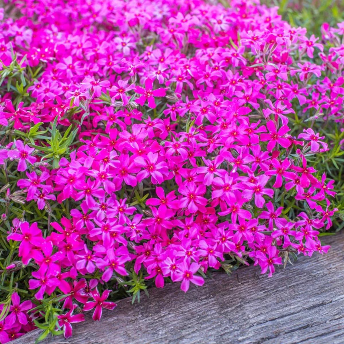 25+ Seeds| Scarlet Flame Creeping Phlox Seeds - Cold Resistant - Drought Resistant - Evergreen - Potted - Plant in early Spring/Fall - #85