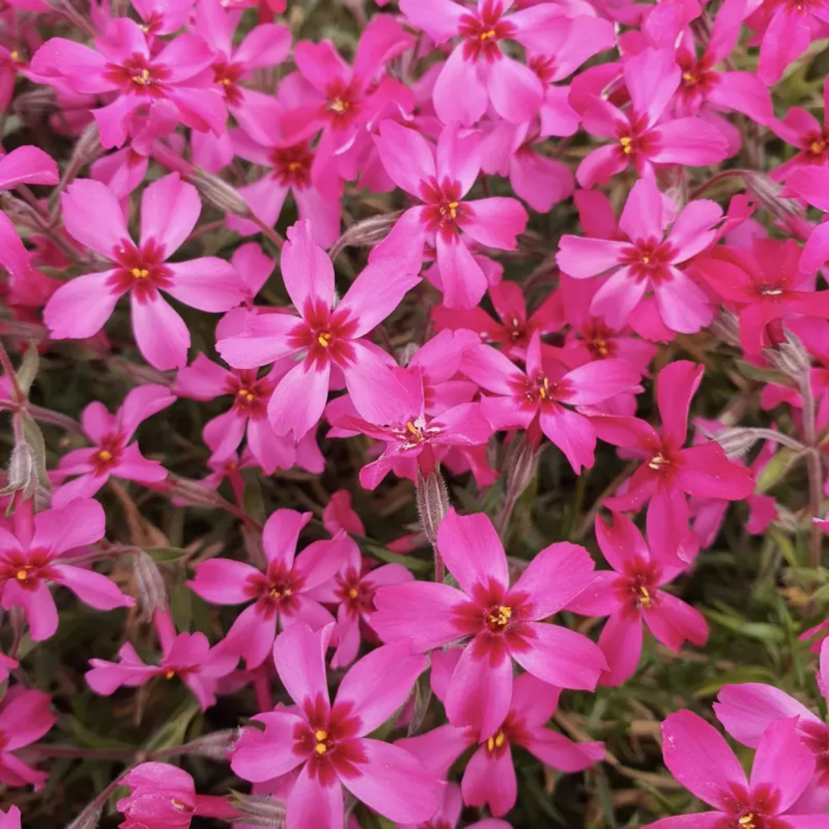 25+ Seeds| Scarlet Flame Creeping Phlox Seeds - Cold Resistant - Drought Resistant - Evergreen - Potted - Plant in early Spring/Fall - #85