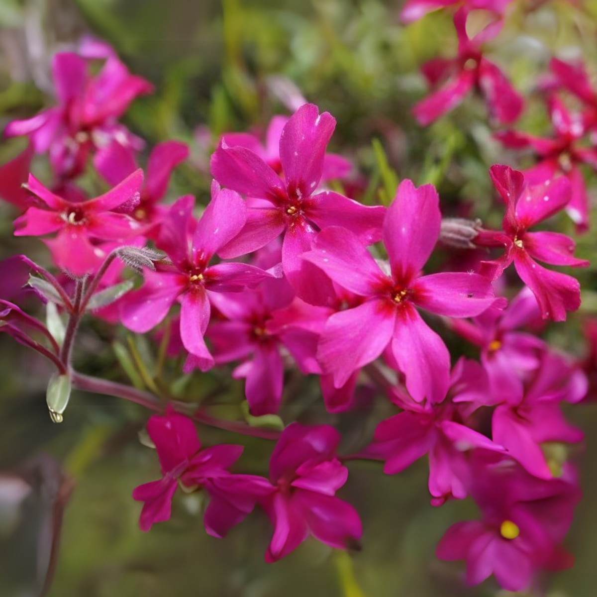 25+ Seeds| Scarlet Flame Creeping Phlox Seeds - Cold Resistant - Drought Resistant - Evergreen - Potted - Plant in early Spring/Fall - #85