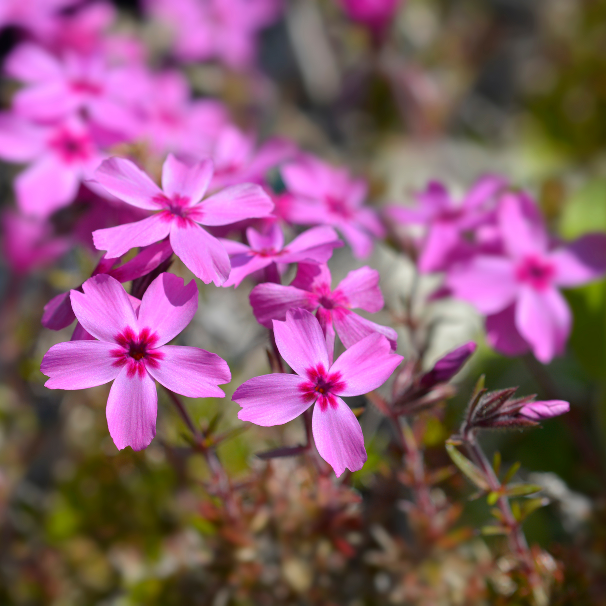 25+ Seeds| Scarlet Flame Creeping Phlox Seeds - Cold Resistant - Drought Resistant - Evergreen - Potted - Plant in early Spring/Fall - #85