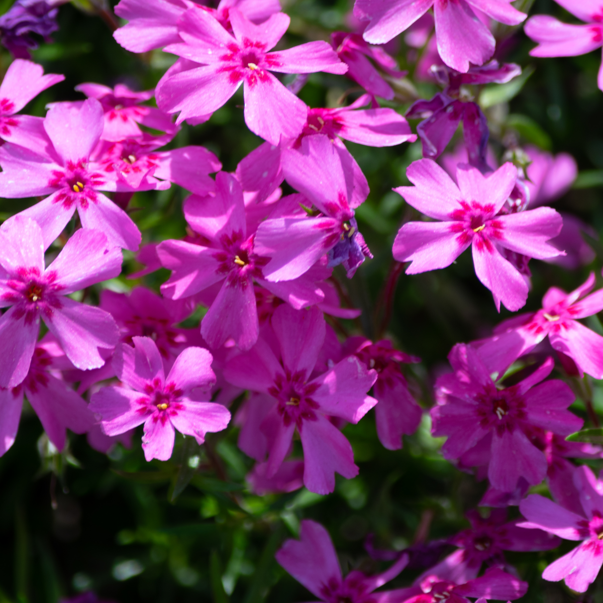 25+ Seeds| Scarlet Flame Creeping Phlox Seeds - Cold Resistant - Drought Resistant - Evergreen - Potted - Plant in early Spring/Fall - #85
