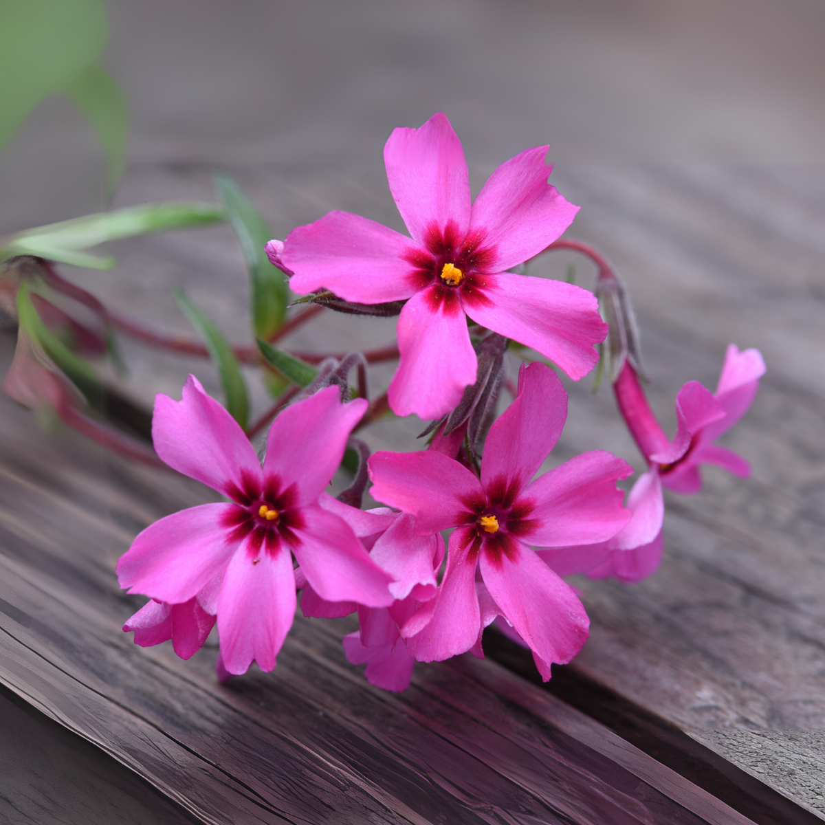 25+ Seeds| Scarlet Flame Creeping Phlox Seeds - Cold Resistant - Drought Resistant - Evergreen - Potted - Plant in early Spring/Fall - #85