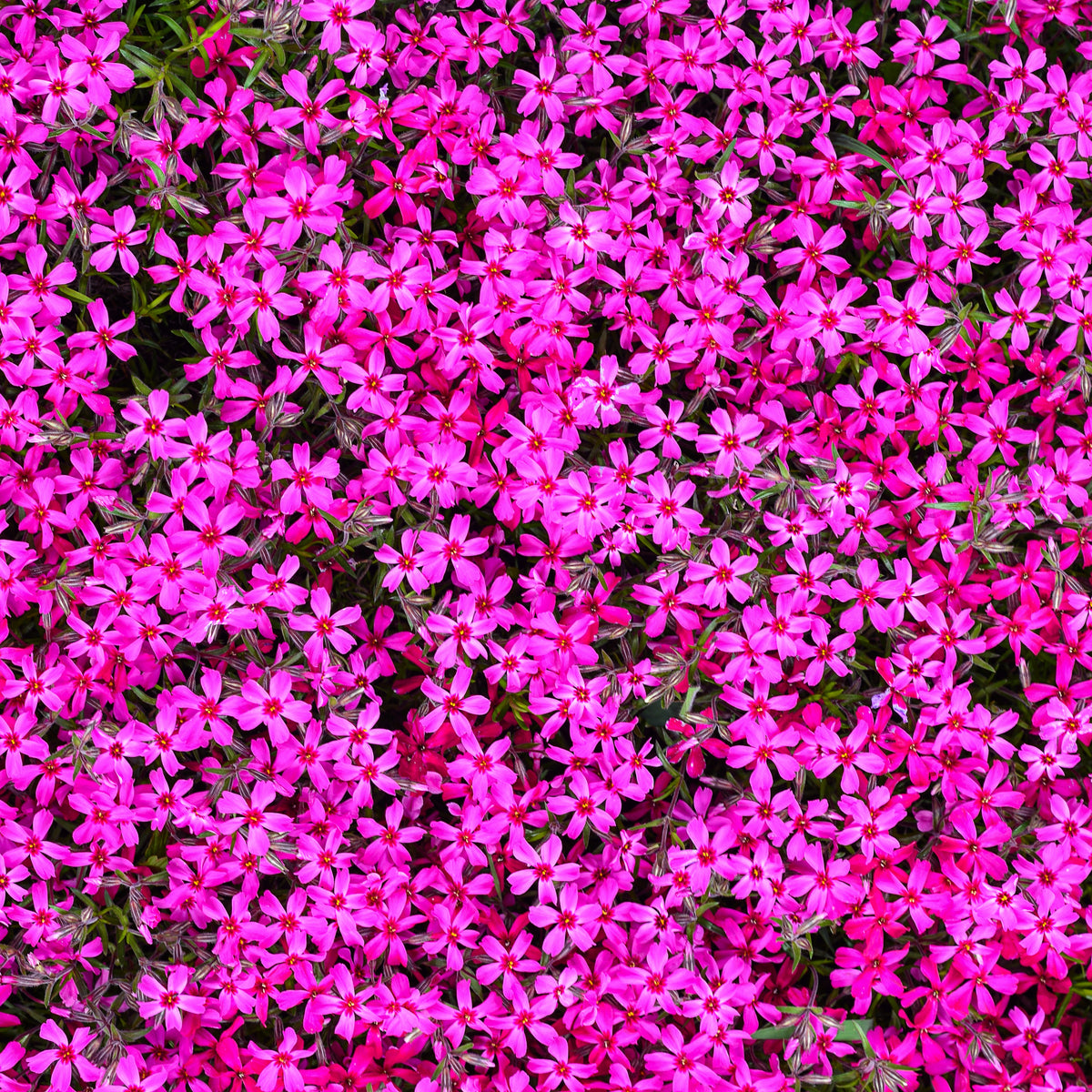 Scarlet Flame Creeping Phlox Seeds - Cold Resistant, 25+ seeds