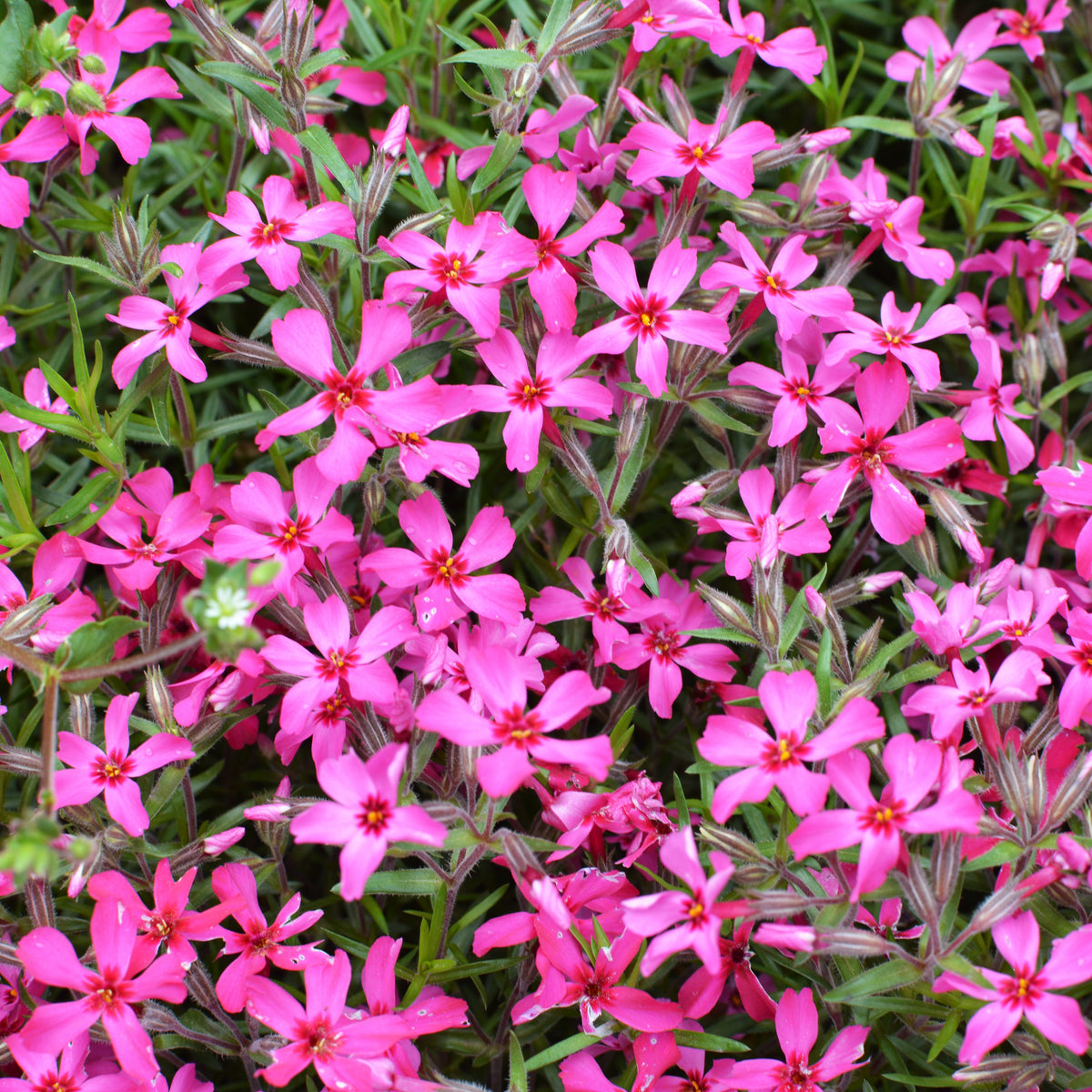 Scarlet Flame Creeping Phlox Seeds - Cold Resistant, 25+ seeds