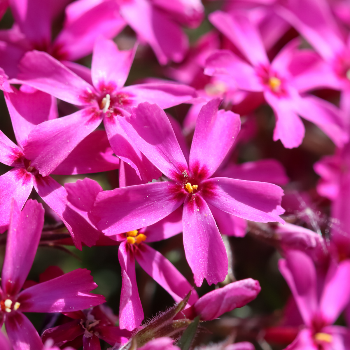25+ Seeds| Scarlet Flame Creeping Phlox Seeds - Cold Resistant - Drought Resistant - Evergreen - Potted - Plant in early Spring/Fall - #85