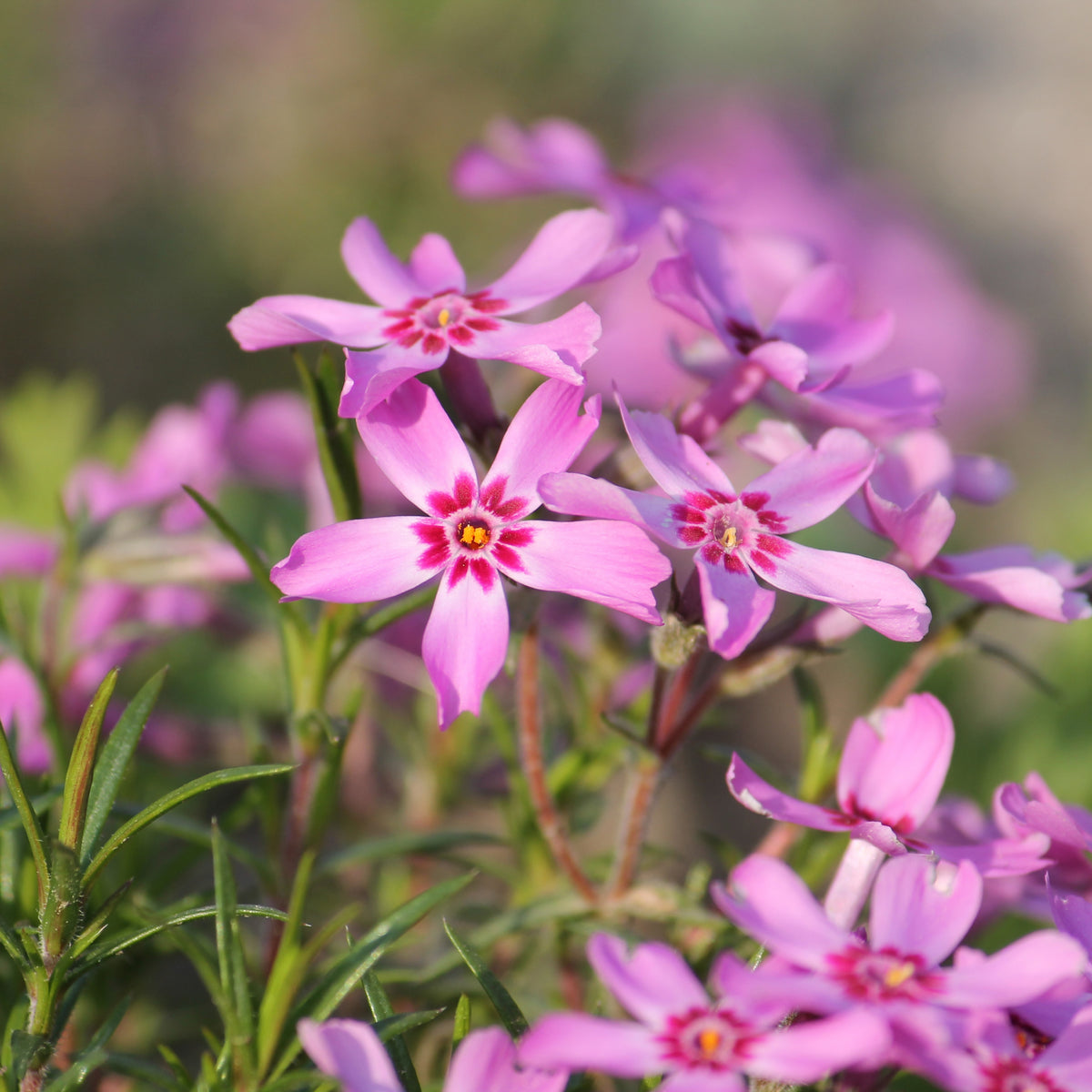 Scarlet Flame Creeping Phlox Seeds - Cold Resistant, 25+ seeds