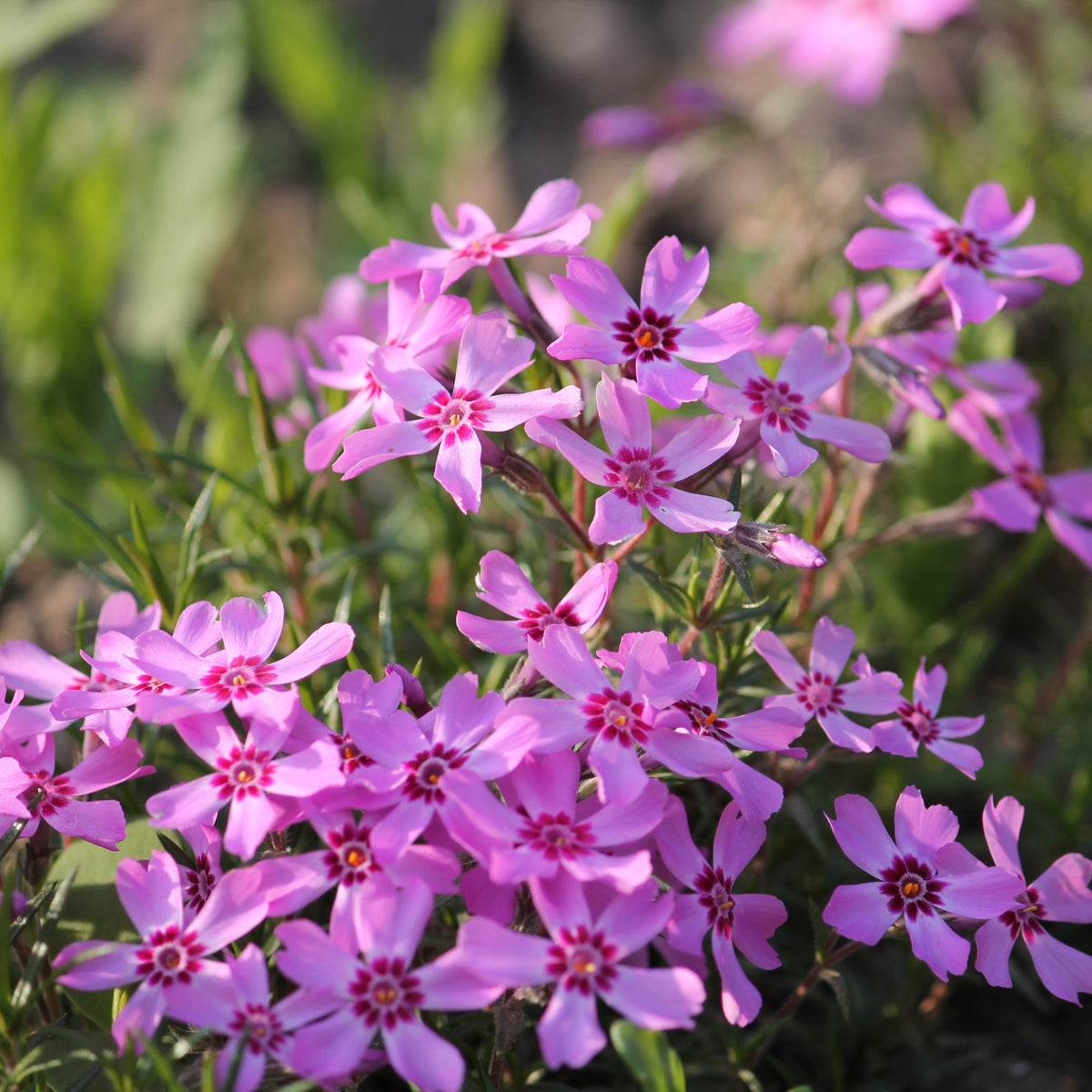 Scarlet Flame Creeping Phlox Seeds - Cold Resistant, 25+ seeds