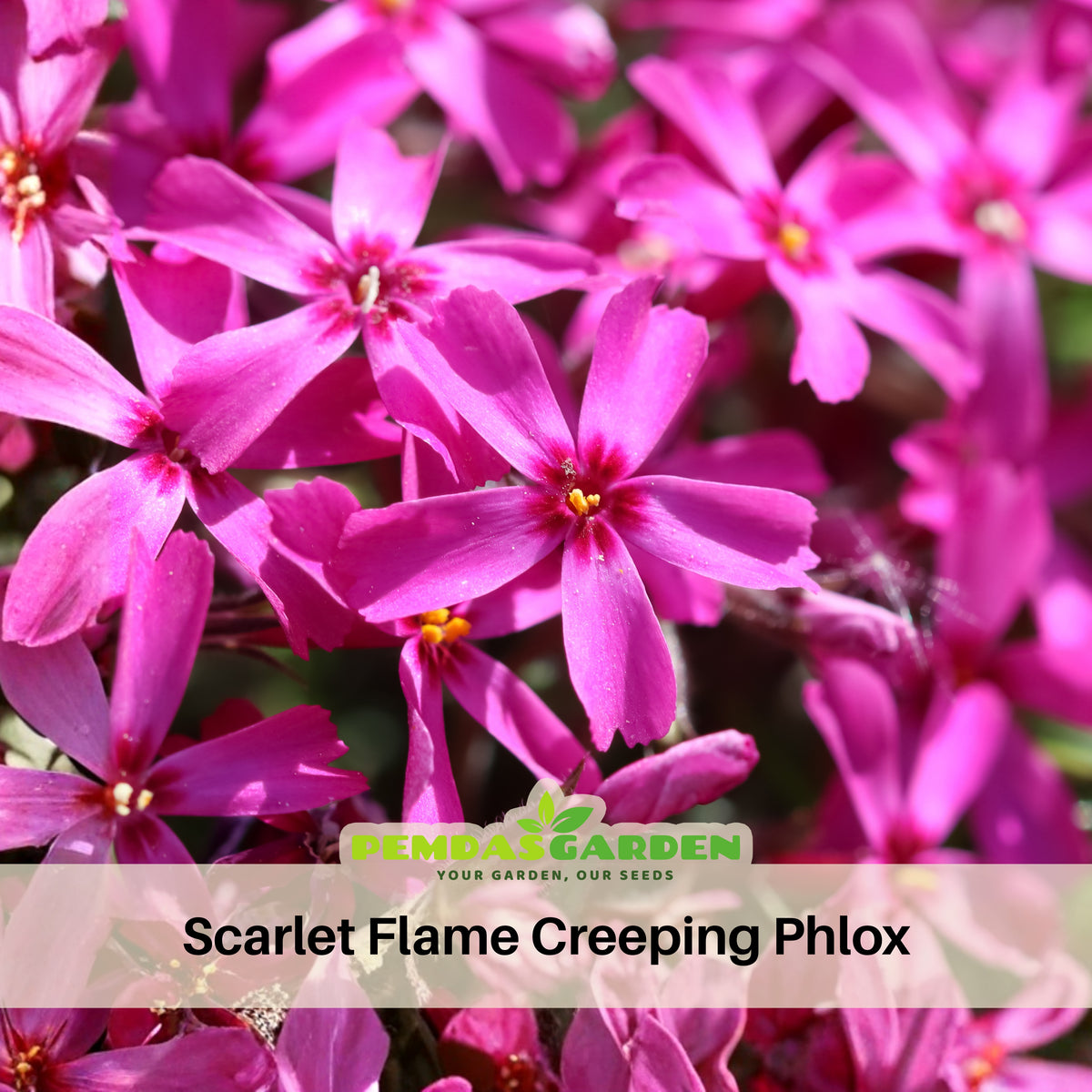 Scarlet Flame Creeping Phlox Seeds - Cold Resistant, 25+ seeds