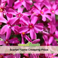 25+ Seeds| Scarlet Flame Creeping Phlox Seeds - Cold Resistant - Drought Resistant - Evergreen - Potted - Plant in early Spring/Fall - #85