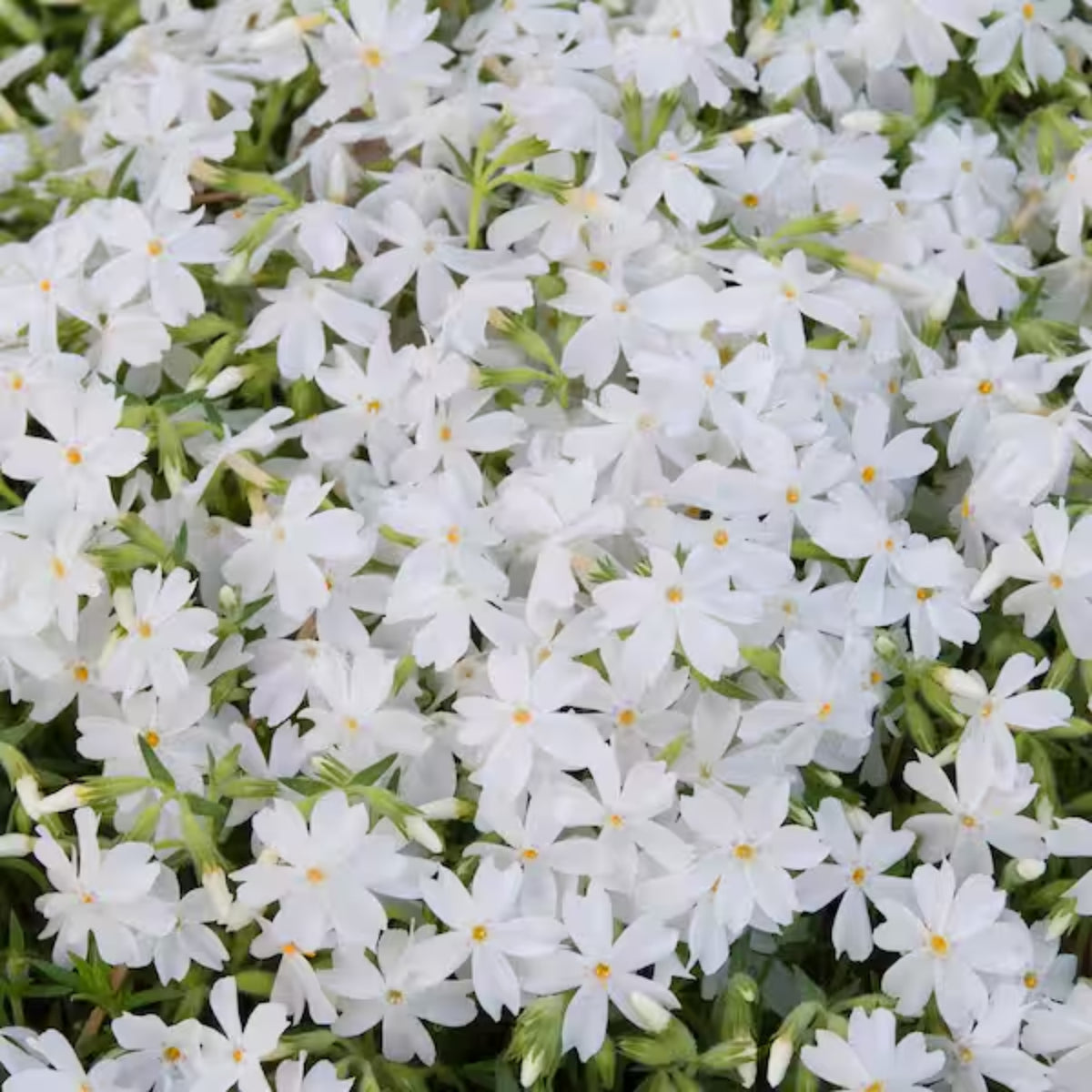 Snowflake Creeping Phlox Seeds - Cold Resistant, 25+ seeds