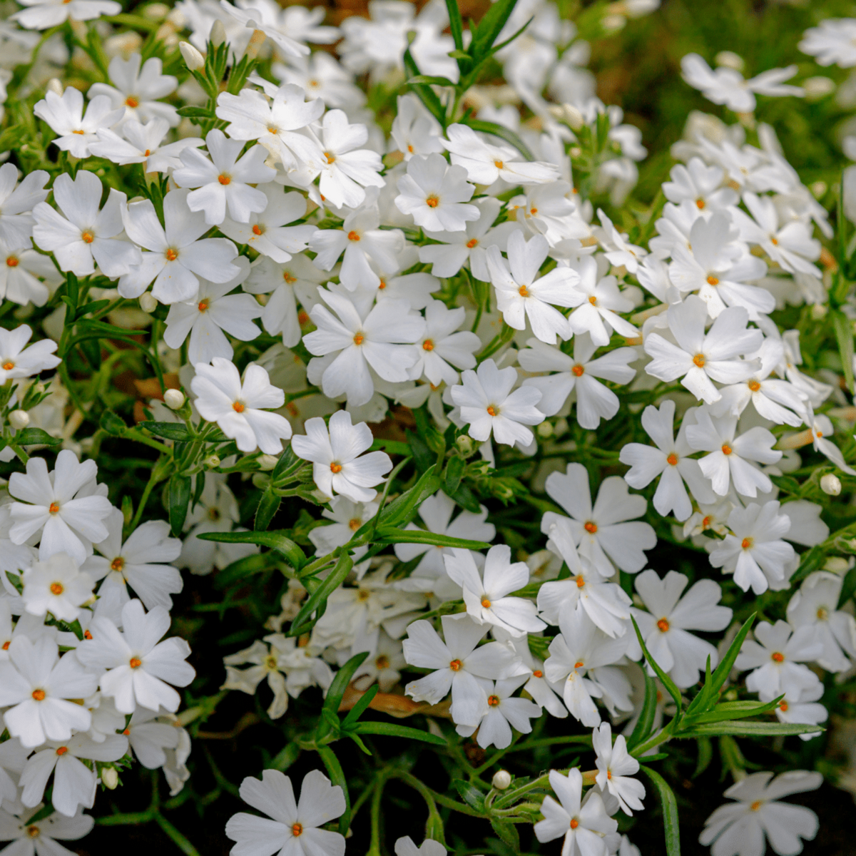 25+ Seeds| Snowflake Creeping Phlox Seeds - Cold Resistant - Drought Resistant - Evergreen - Potted - Plant in early Spring/Fall - #86