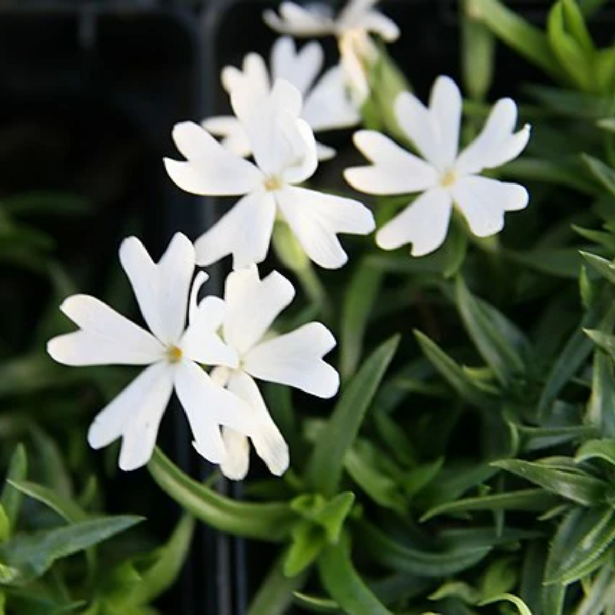 25+ Seeds| Snowflake Creeping Phlox Seeds - Cold Resistant - Drought Resistant - Evergreen - Potted - Plant in early Spring/Fall - #86