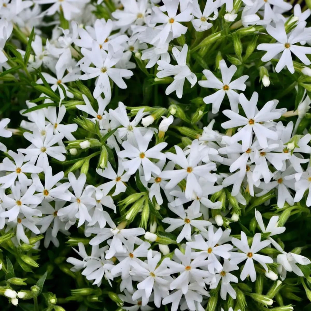 Snowflake Creeping Phlox Seeds - Cold Resistant, 25+ seeds