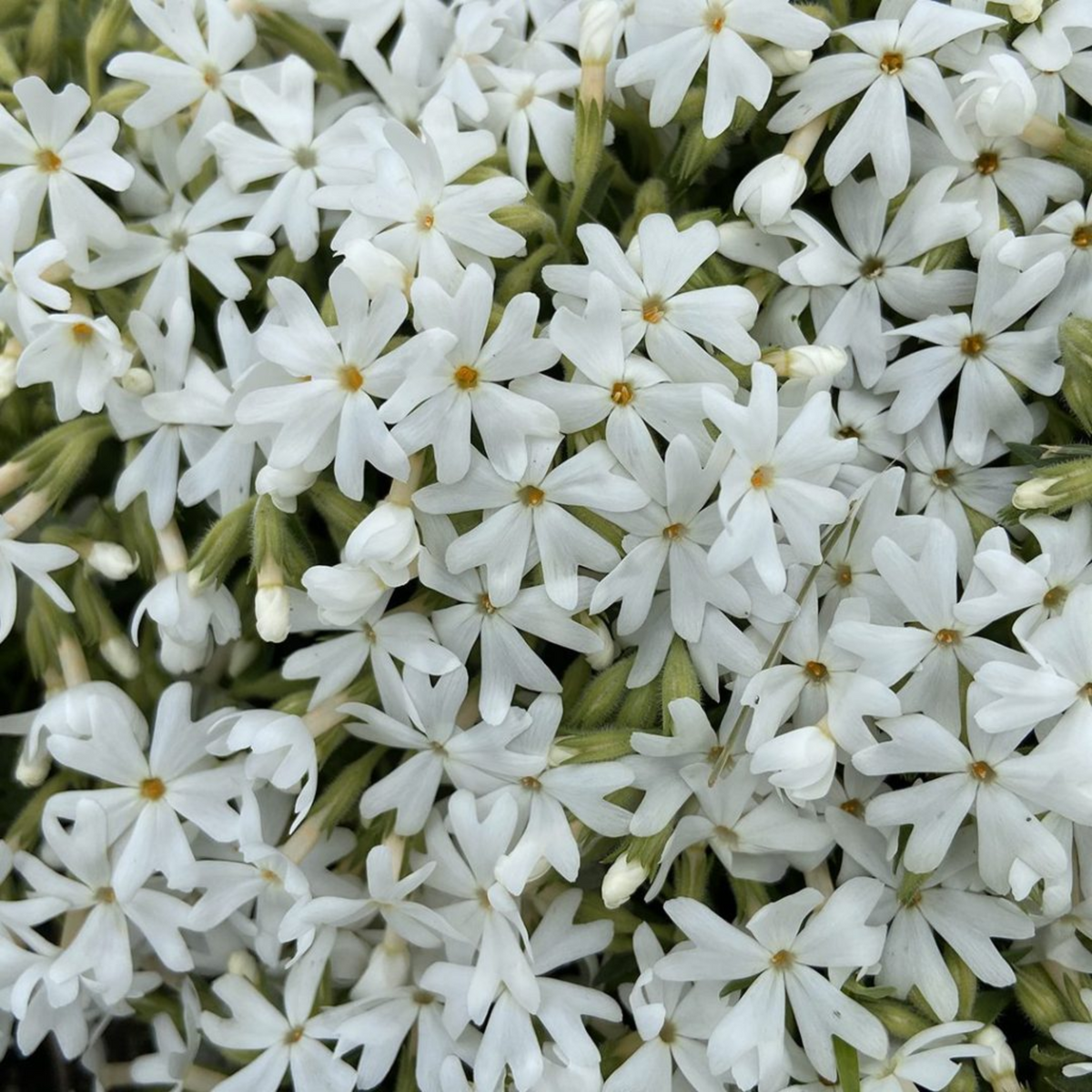 25+ Seeds| Snowflake Creeping Phlox Seeds - Cold Resistant - Drought Resistant - Evergreen - Potted - Plant in early Spring/Fall - #86