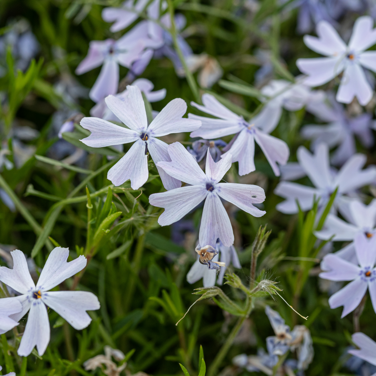 25+ Seeds| Snowflake Creeping Phlox Seeds - Cold Resistant - Drought Resistant - Evergreen - Potted - Plant in early Spring/Fall - #86