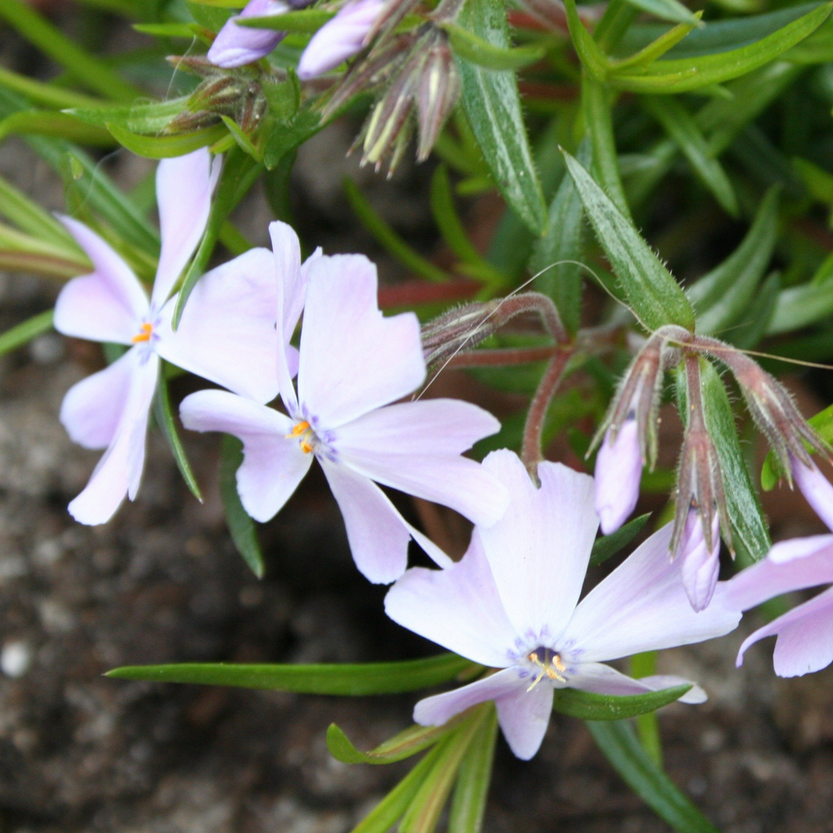 25+ Seeds| Snowflake Creeping Phlox Seeds - Cold Resistant - Drought Resistant - Evergreen - Potted - Plant in early Spring/Fall - #86